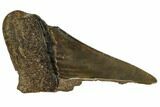 Partial Fossil Megalodon Tooth - Georgia #106939-1